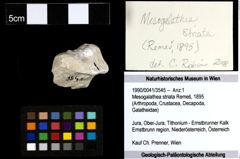 Foto (Objekt + Etiketten) von Mesogalathea striata (Remeš, 1895) 